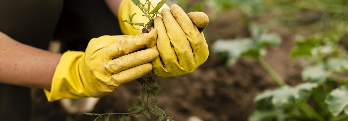 photo close-up of hands in yellow gloves holding a sprout in the garden - image by freepik.com