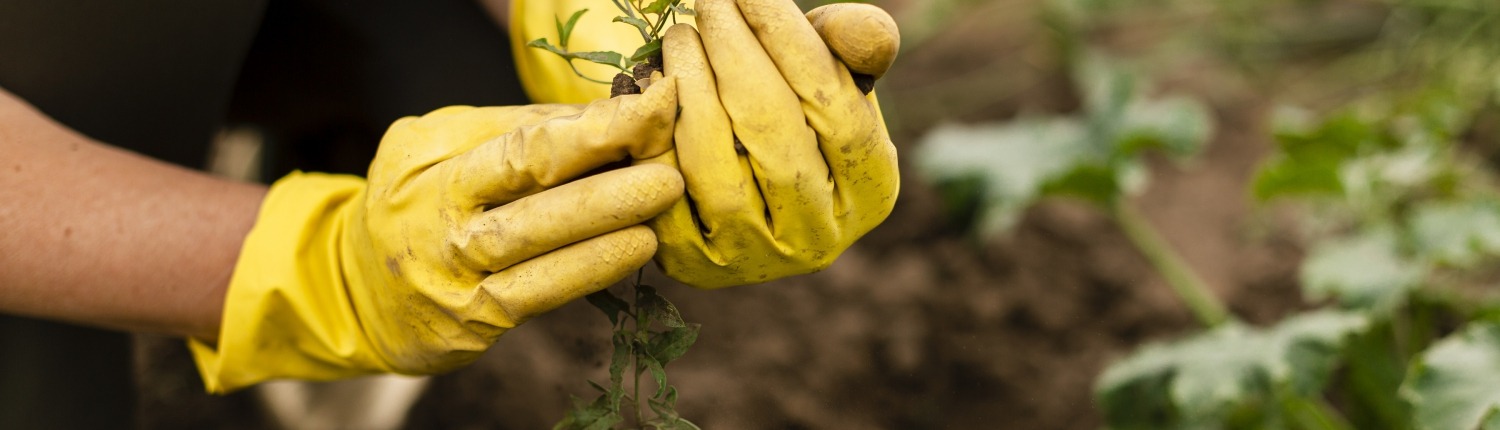 photo close-up of hands in yellow gloves holding a sprout in the garden - image by freepik.com