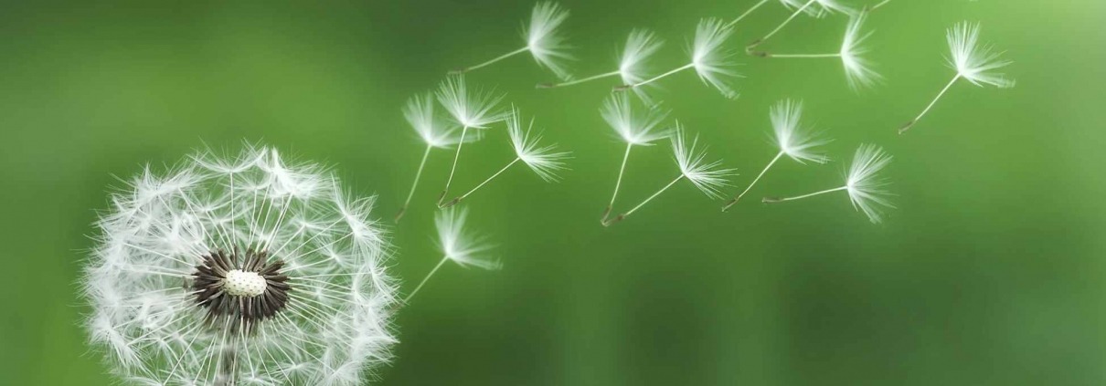 Dandelion puff dispersing, showcasing the beauty of nature in a weed-filled lawn