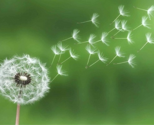 Dandelion puff dispersing, showcasing the beauty of nature in a weed-filled lawn