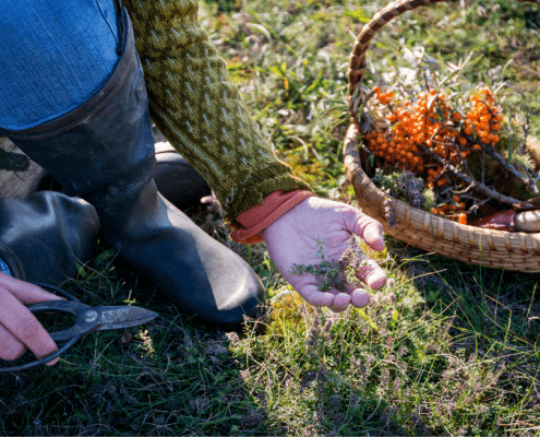 foraging in your backyard