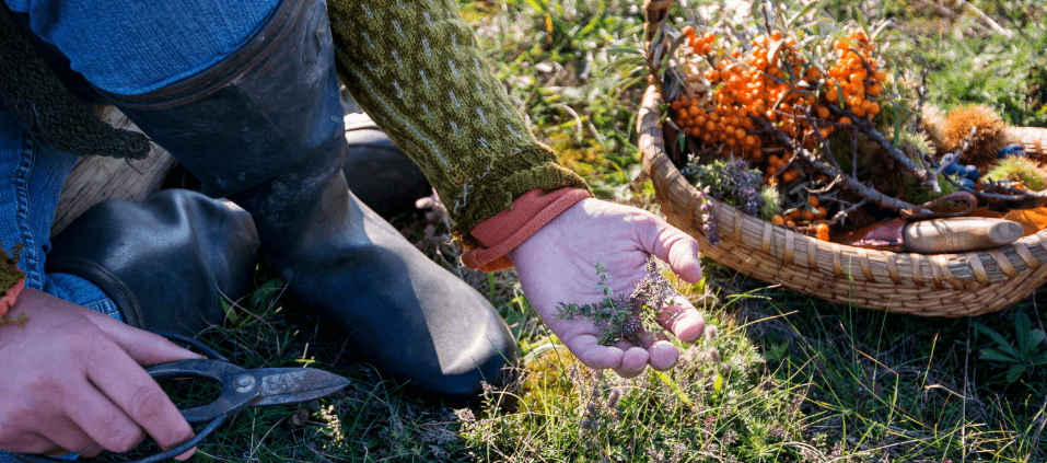 foraging in your backyard