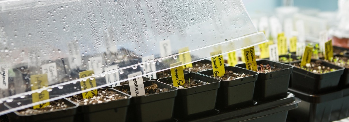 Tray of seed pots germinating under a humidity dome under LED grow lights indoors