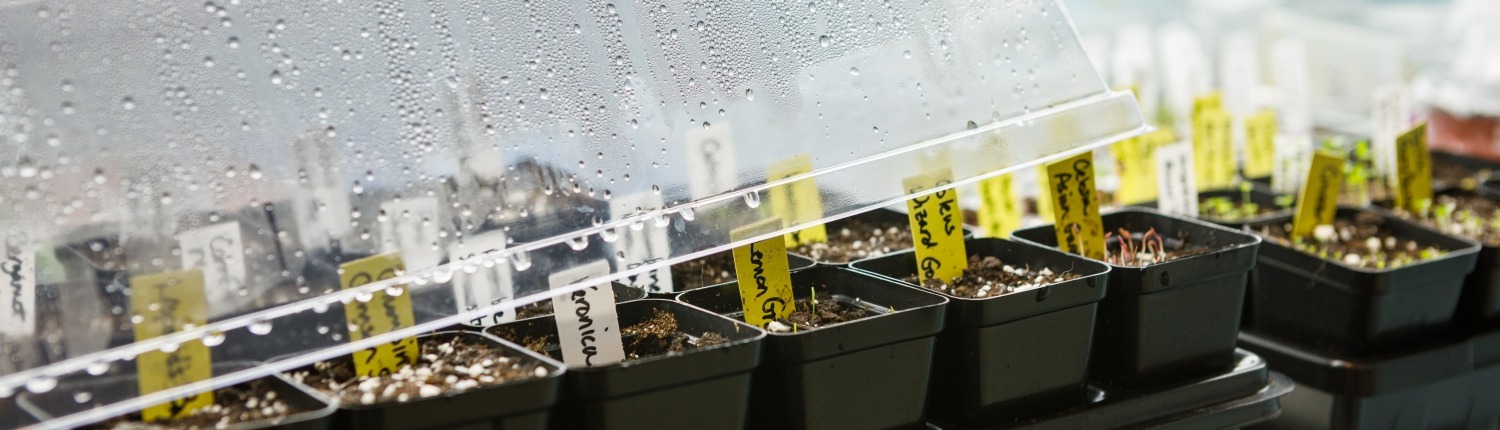 Tray of seed pots germinating under a humidity dome under LED grow lights indoors