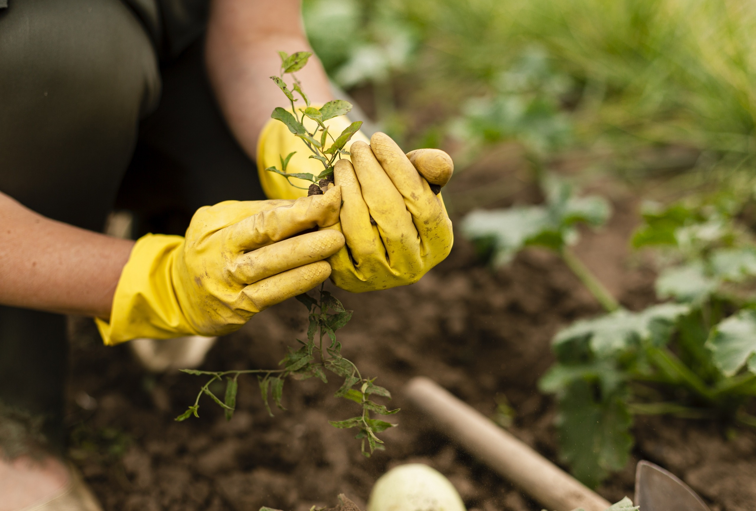 photo close-up of hands in yellow gloves holding a sprout in the garden - image by freepik.com