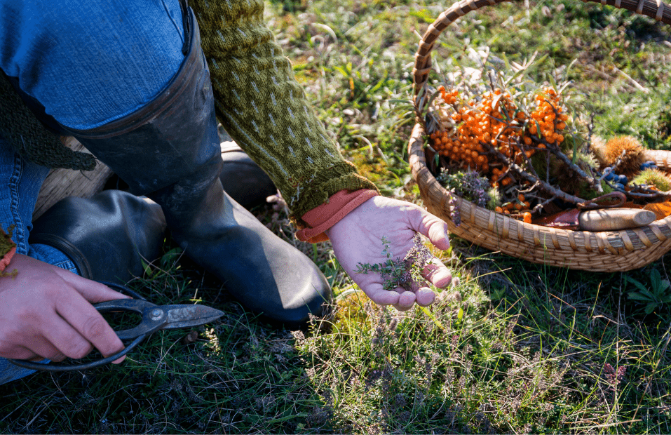 foraging in your backyard