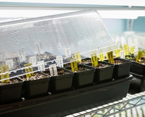 Tray of seed pots germinating under a humidity dome under LED grow lights indoors